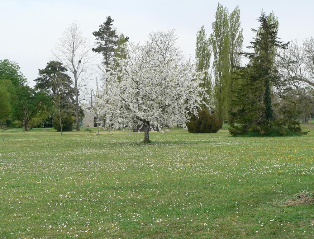 La Bribaudonniere Bed & Breakfast Saint-Palais-de-Phiolin Exterior photo